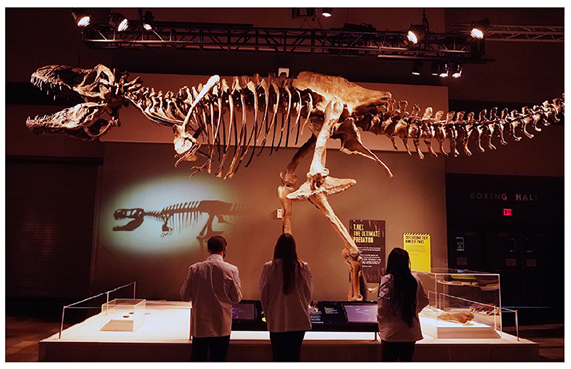 St. Louis Science Center, Tyrannosaurs: Meet the Family, dinosaurios, tiranosaurio rex ,